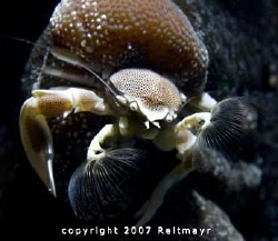 Anemone crab at Bida Nai, Phi Phi Islands, early in the m... by Tobias Reitmayr 